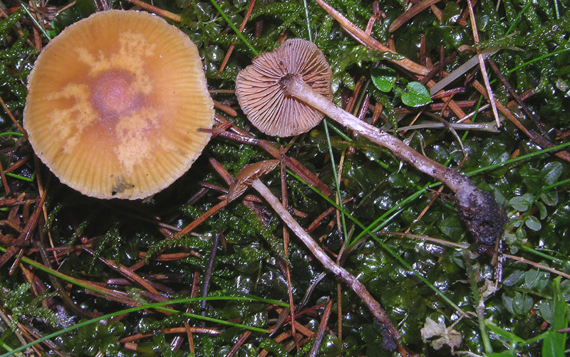 Galerina da determinare n�25.